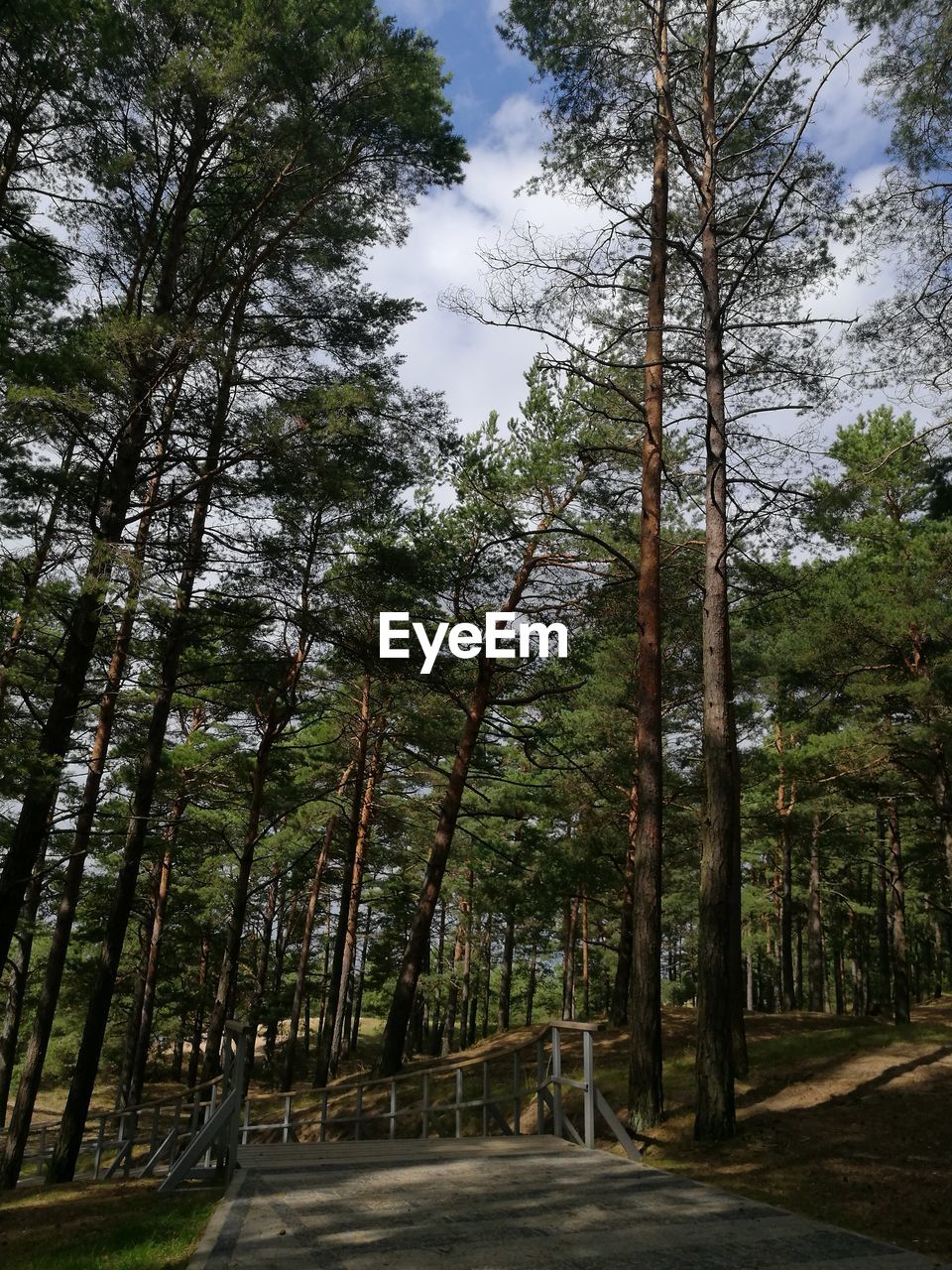 ROAD BY TREES IN FOREST