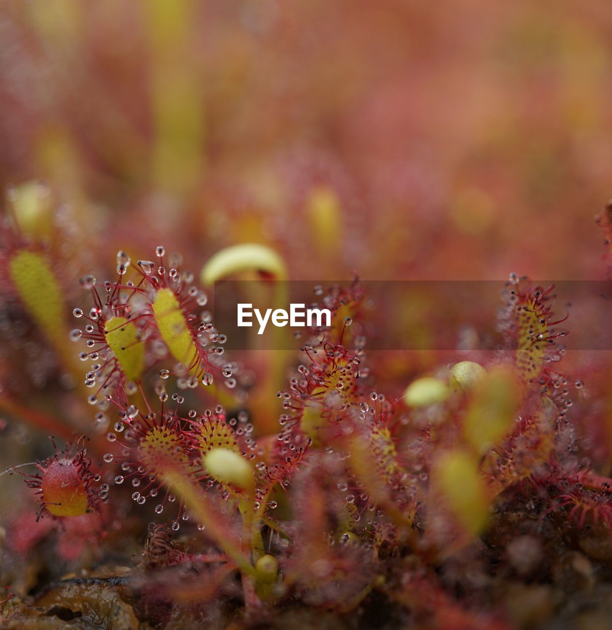 Close-up of wet plant