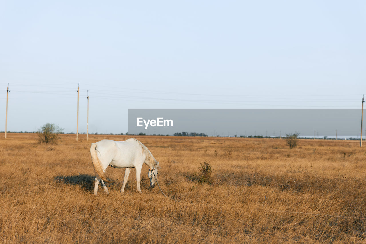 prairie, mammal, field, animal themes, animal, grassland, plain, natural environment, steppe, landscape, domestic animals, sky, environment, pasture, grass, rural area, animal wildlife, nature, livestock, agriculture, no people, land, plant, horse, day, rural scene, electricity, clear sky, grazing, copy space, savanna, pet, outdoors, cattle, one animal, power generation, cable, wildlife, electricity pylon, non-urban scene