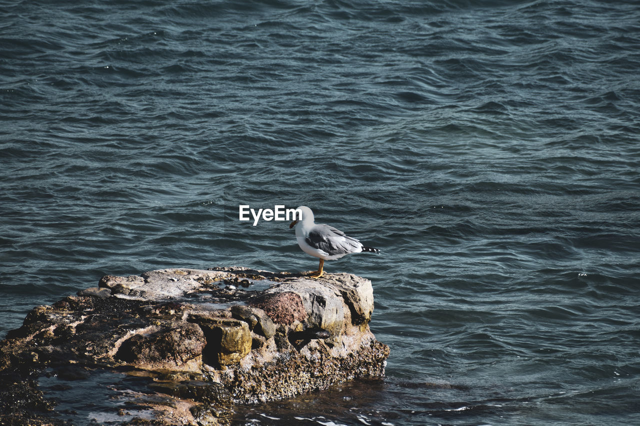 SEAGULLS PERCHING ON ROCK IN SEA