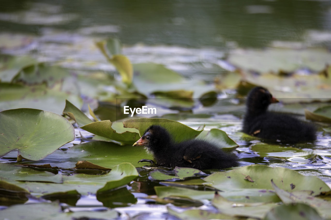 DUCKS SWIMMING IN LAKE