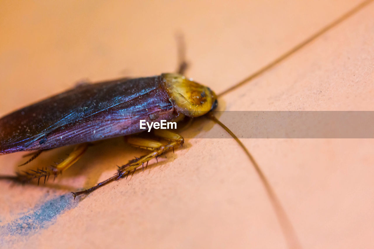 Cockroach are dying on bathroom floor.