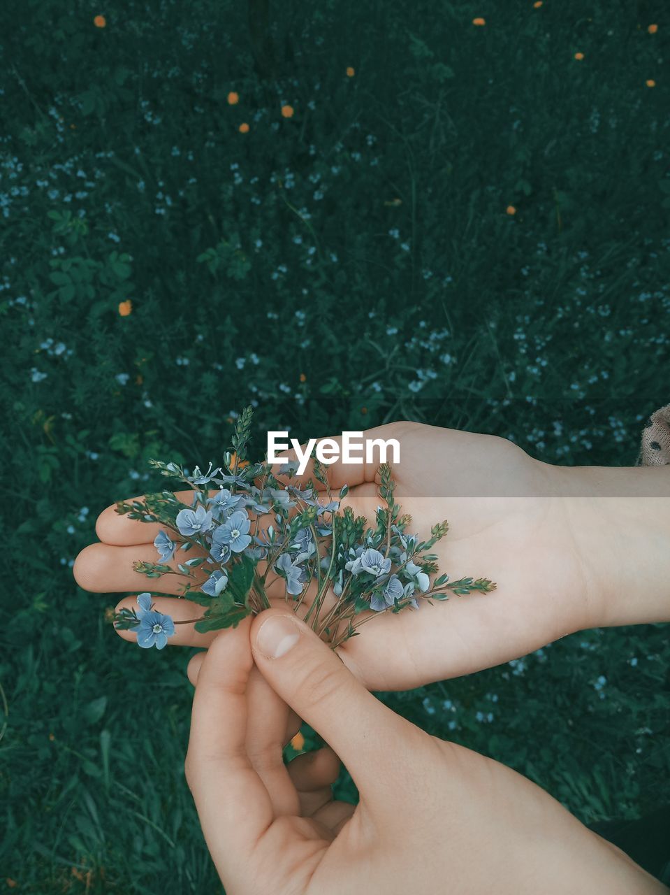 Close-up of woman hand holding plant