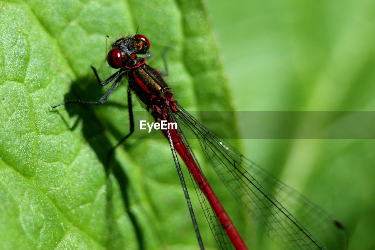 Close-up of insect on leaf, a red damselfly