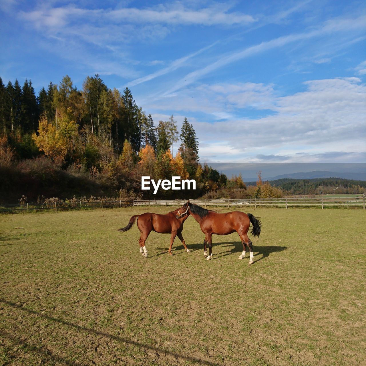 HORSES GRAZING ON FIELD