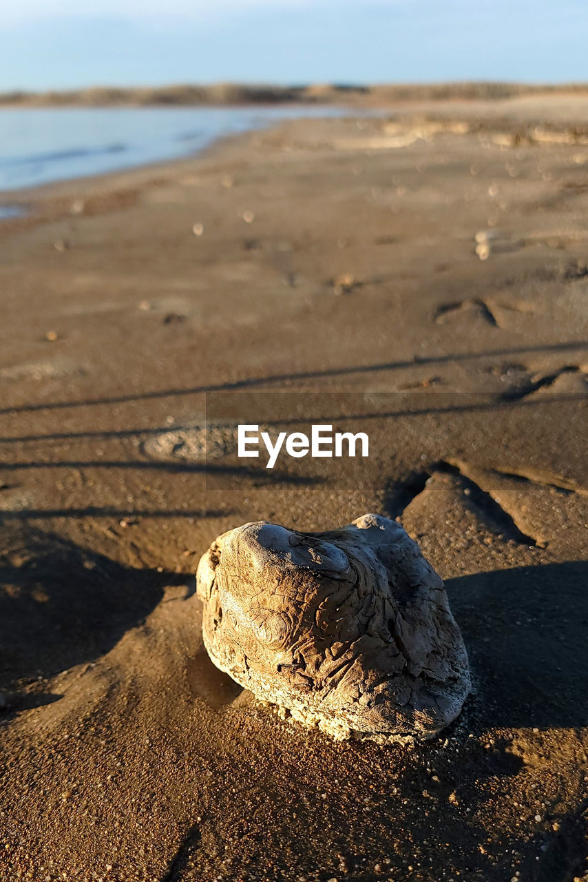 land, beach, sand, sea, rock, water, nature, shore, no people, coast, day, animal wildlife, animal, sunlight, ocean, wood, tranquility, beauty in nature, outdoors, sea turtle, animal themes, wildlife, reflection, soil, sky, focus on foreground, body of water, scenics - nature, natural environment, tranquil scene