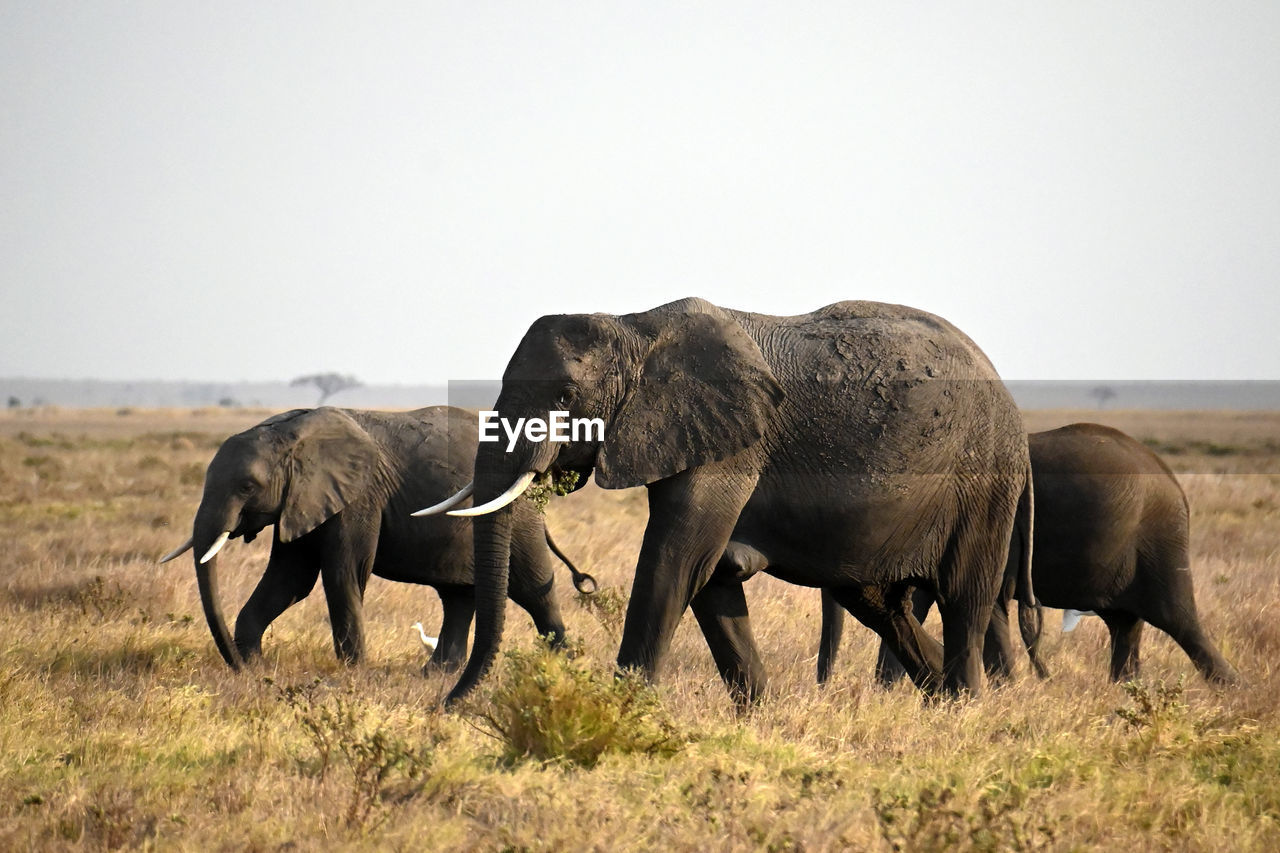 Elephants drinking water