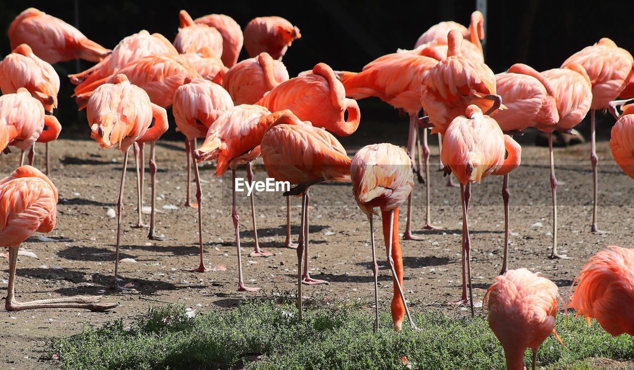 Colorful pink flamingo birds in a close up view on a sunny day