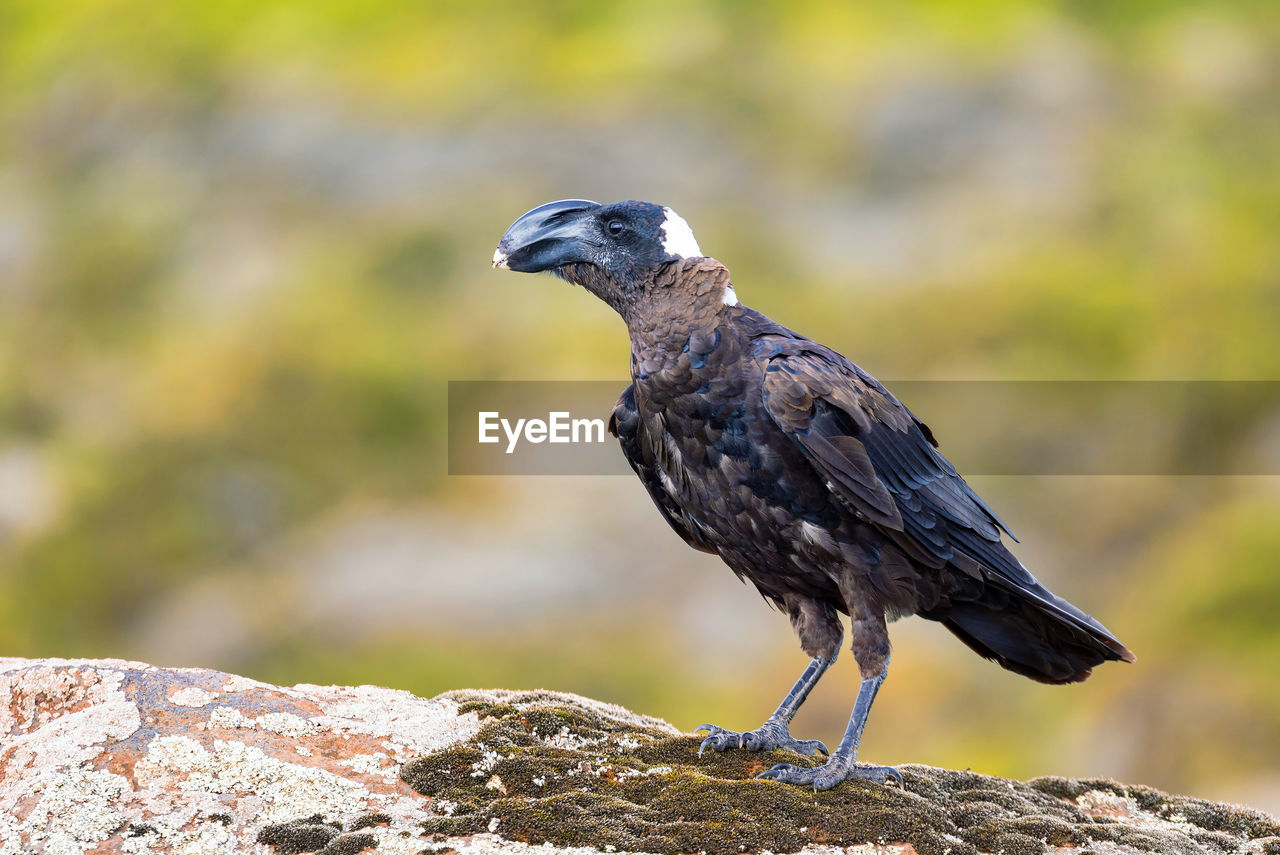 BIRD PERCHING ON ROCK