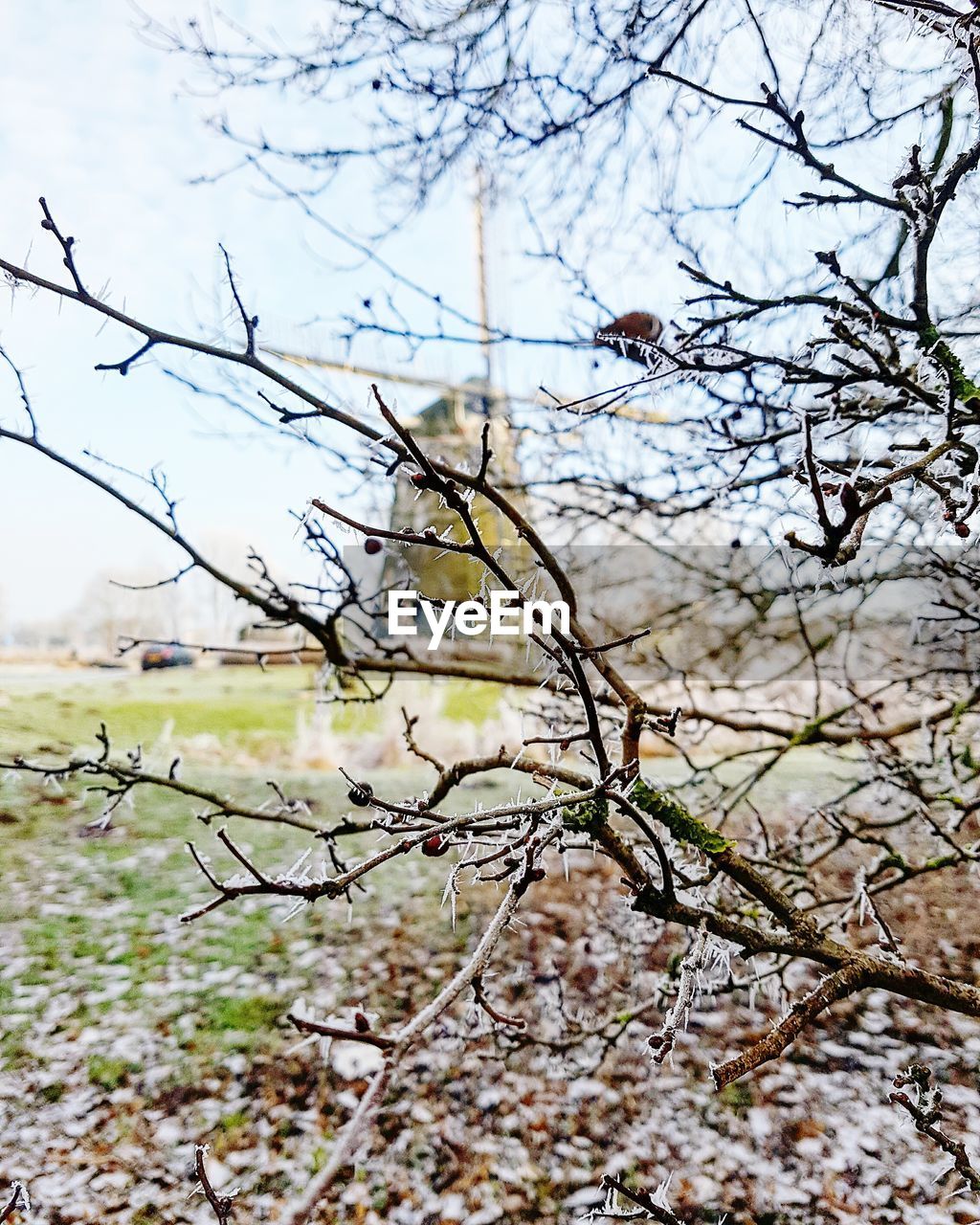 CLOSE-UP OF BRANCHES AGAINST SKY