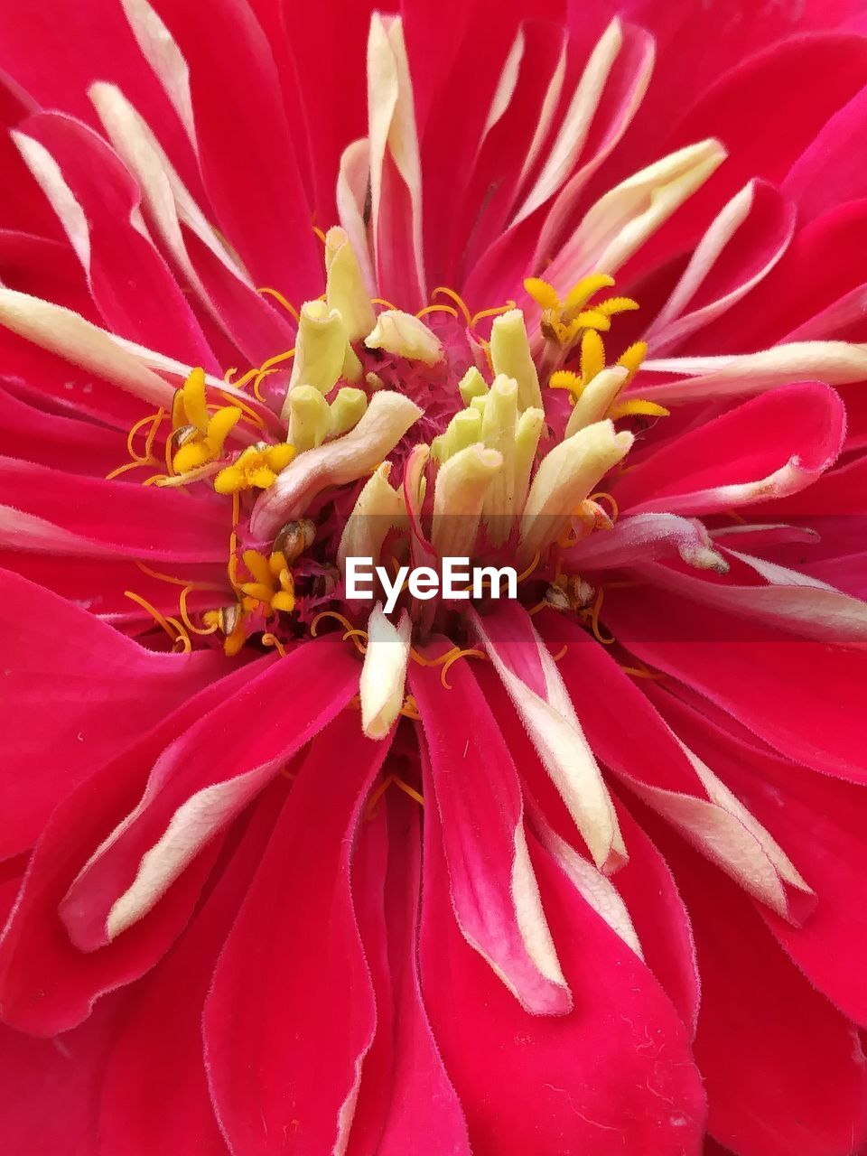 CLOSE-UP OF RED FLOWER BLOOMING OUTDOORS