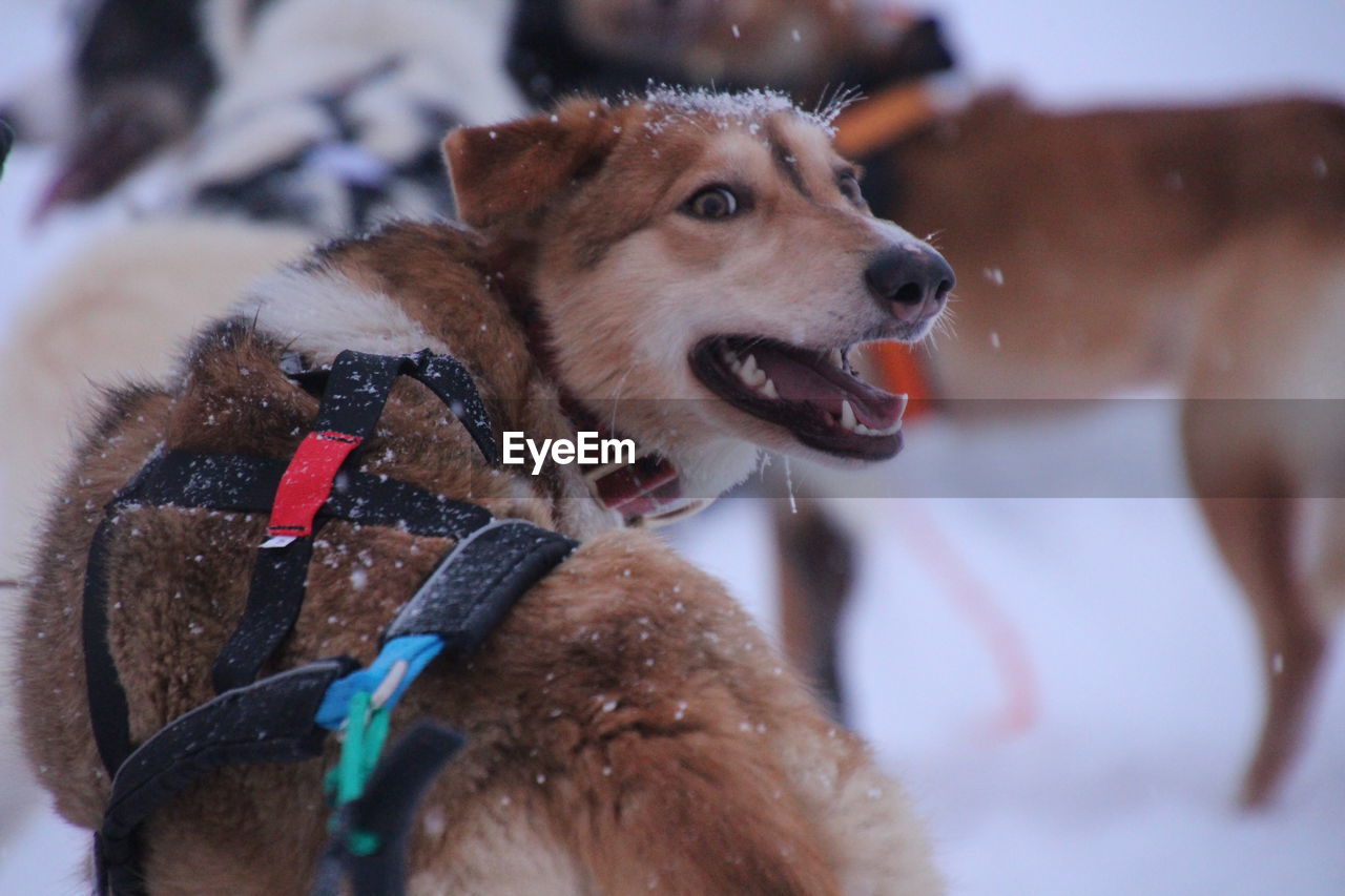 Close-up of dog in snow