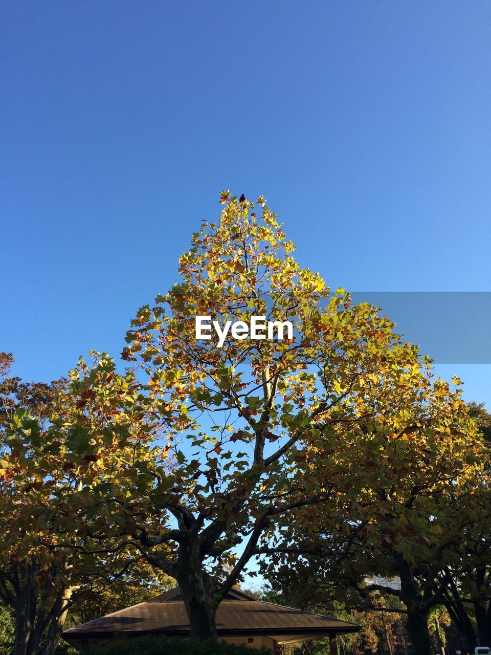 LOW ANGLE VIEW OF TREES AGAINST BLUE SKY