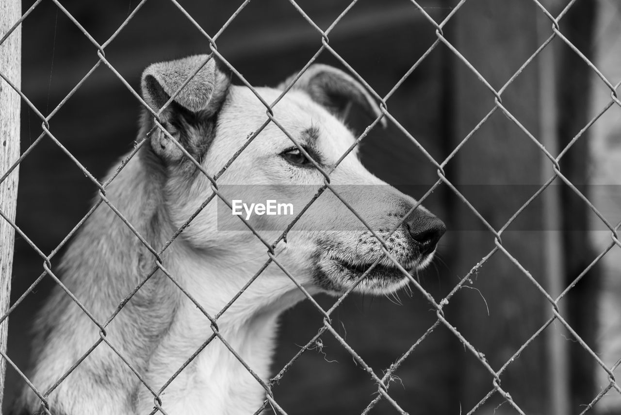 CLOSE-UP OF DOG SEEN THROUGH FENCE