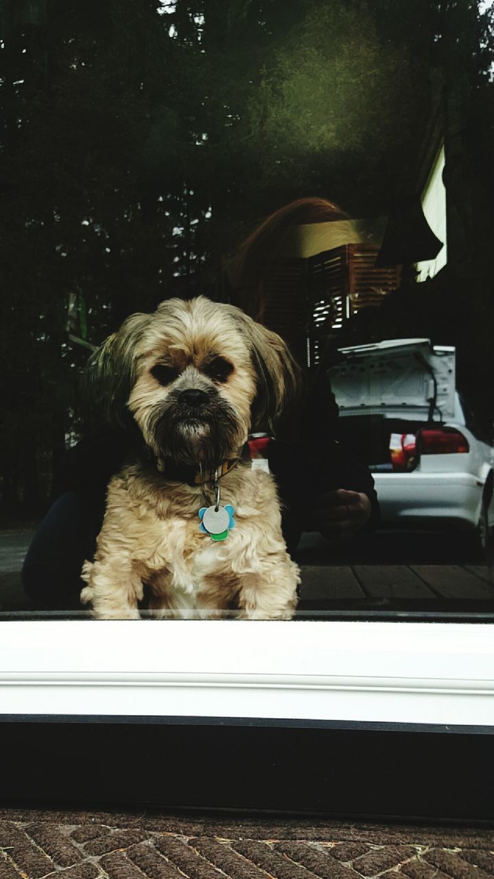 DOG SITTING ON GROUND