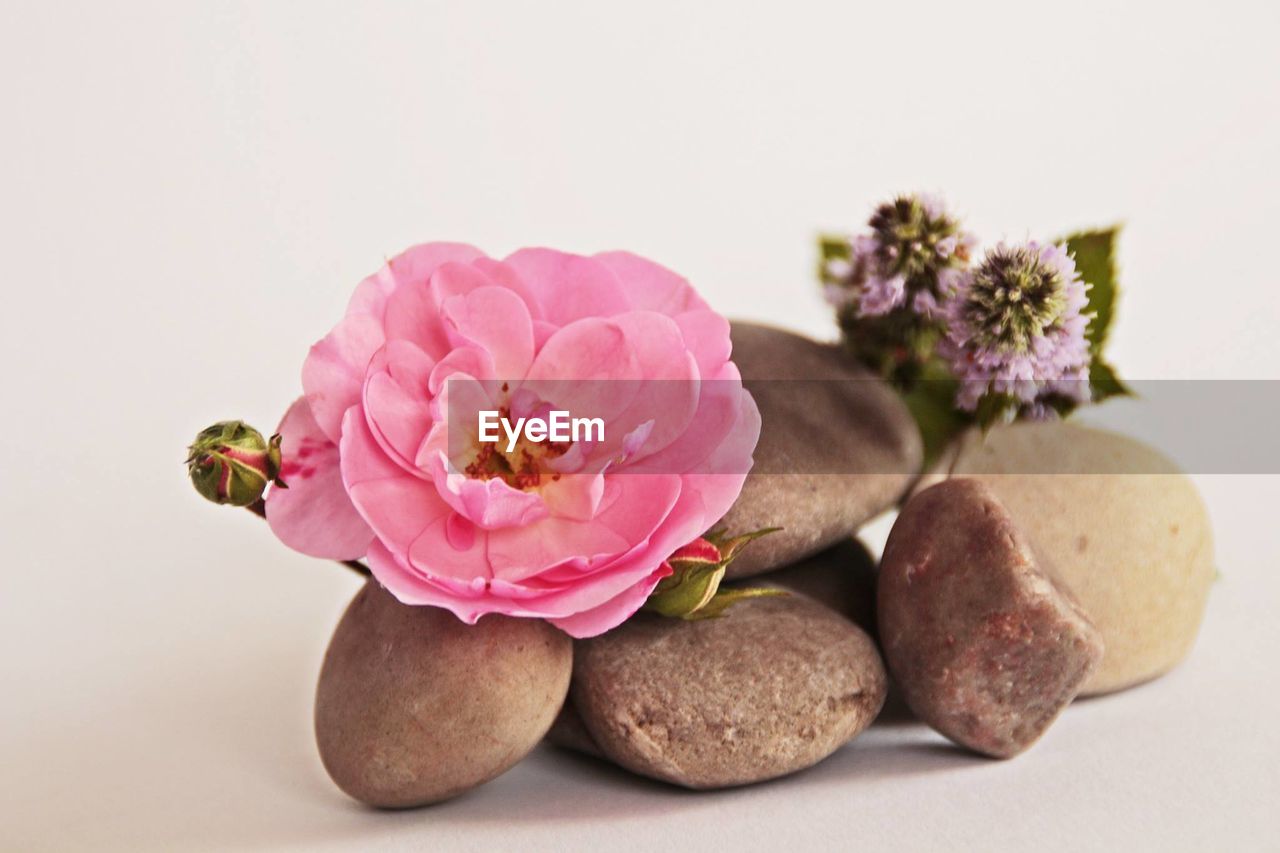 Flowers with pebbles against white background