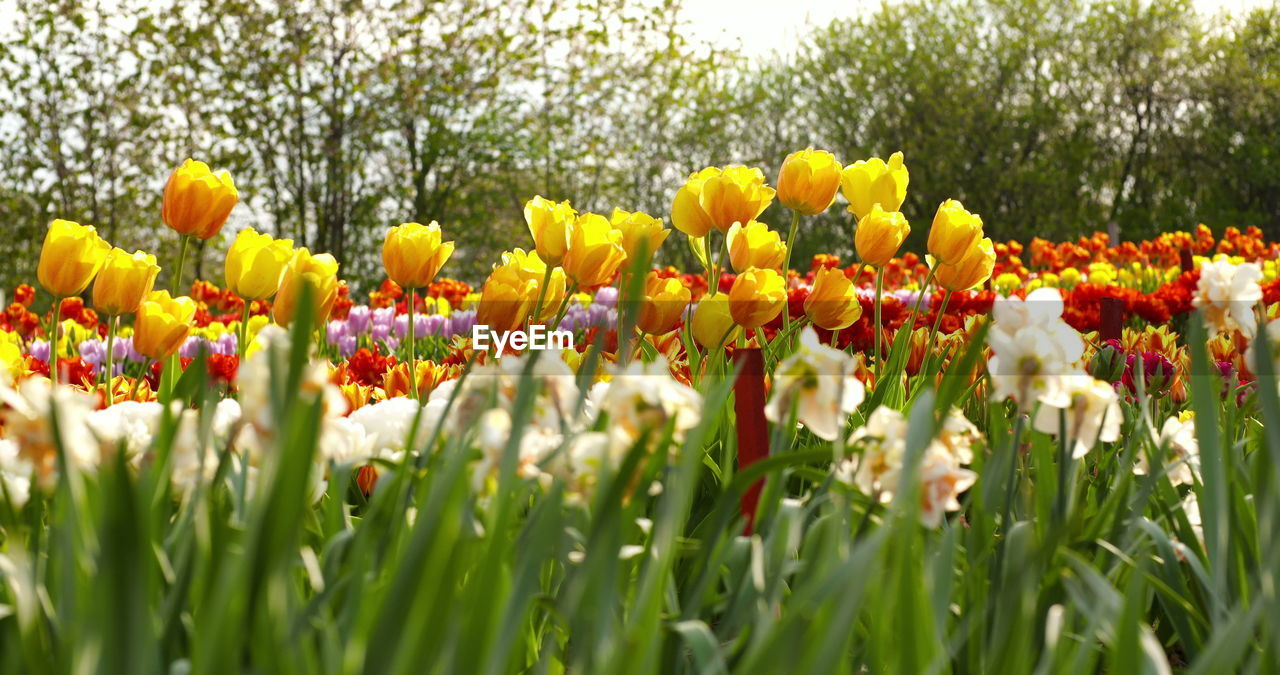 plant, flower, flowering plant, beauty in nature, freshness, nature, growth, yellow, tulip, fragility, field, springtime, multi colored, flower head, land, flowerbed, no people, close-up, petal, inflorescence, green, landscape, daffodil, sky, day, outdoors, ornamental garden, blossom, garden, botany, vibrant color, grass, selective focus, abundance, environment, rural scene, sunlight, meadow, plant bulb, summer, plant part, tranquility