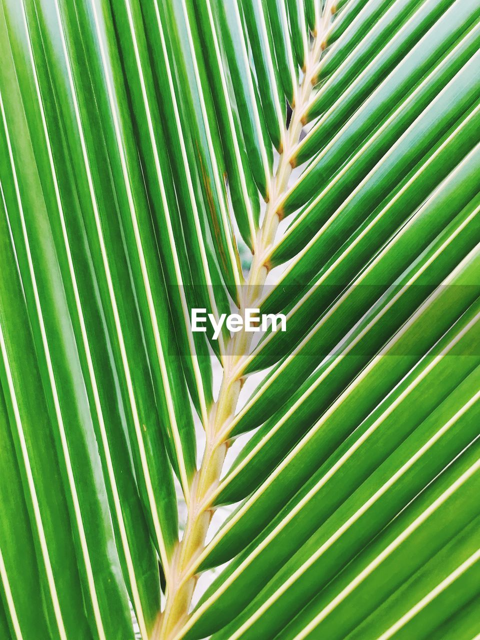 Close-up of palm leaves