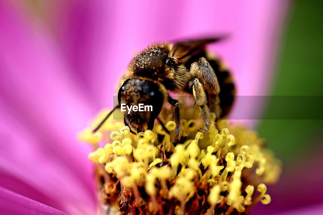 Close-up of bee pollinating on purple flower