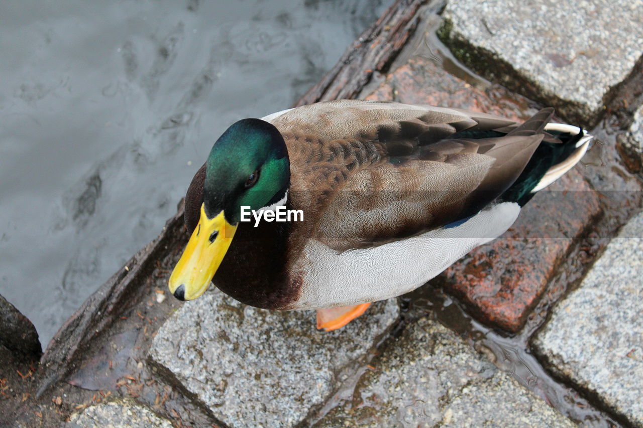 Close-up of duck standing by lake