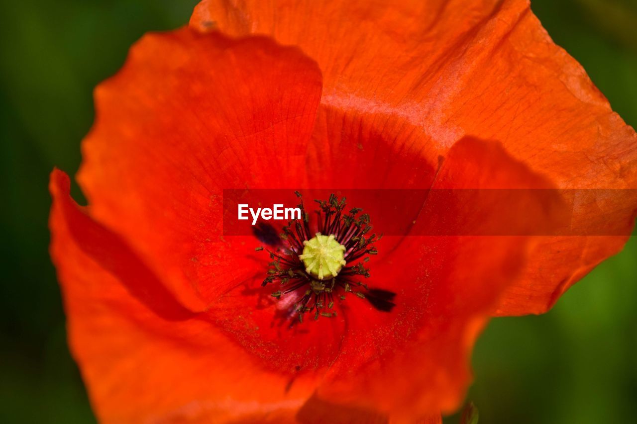 Close-up of red poppy flower