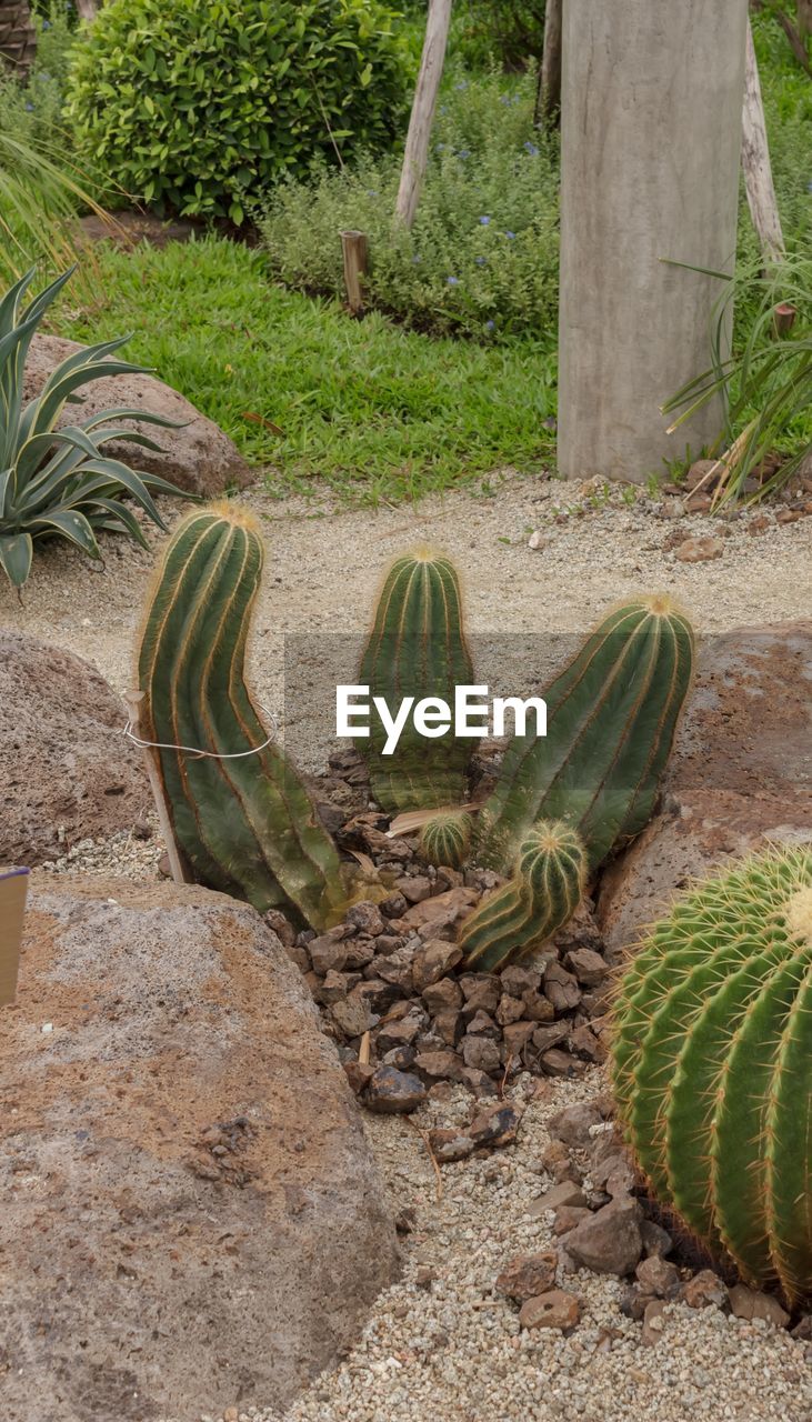 CACTUS GROWING IN PARK