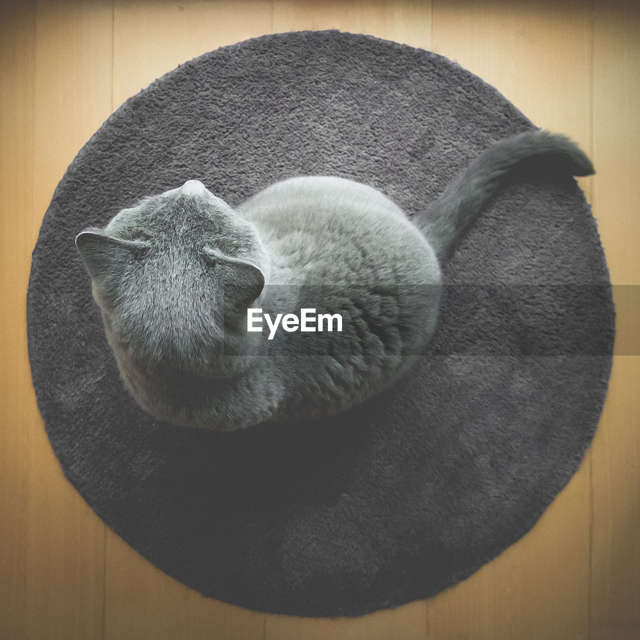 High angle view of cat sitting on rug