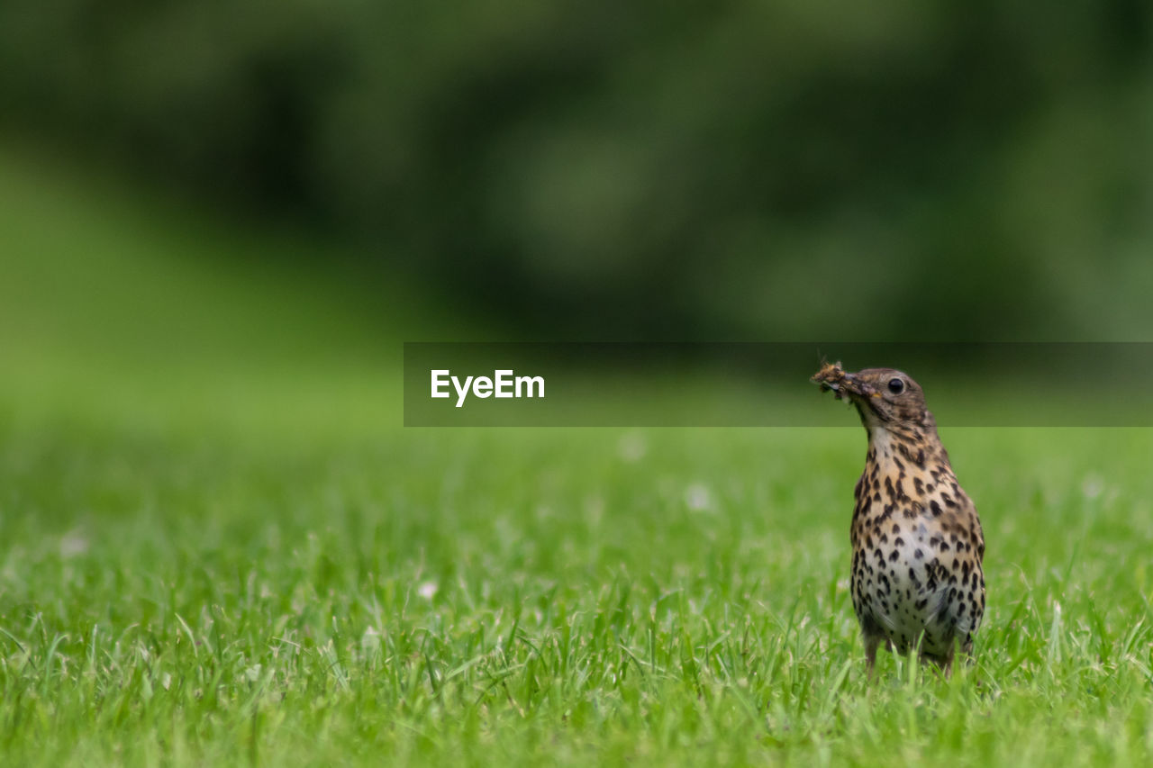 Close-up of bird perching on grassy field