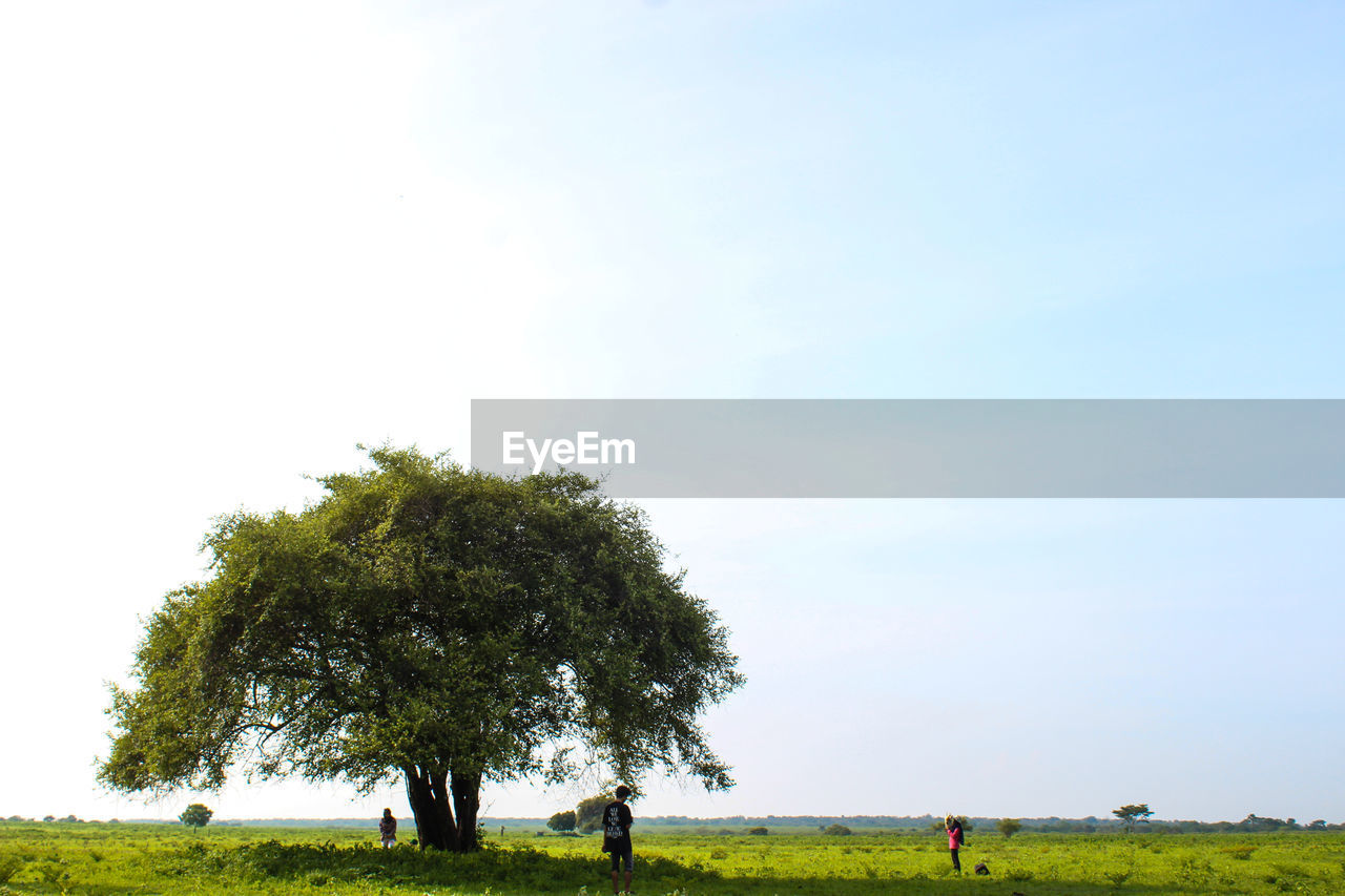 TREES ON LANDSCAPE AGAINST SKY