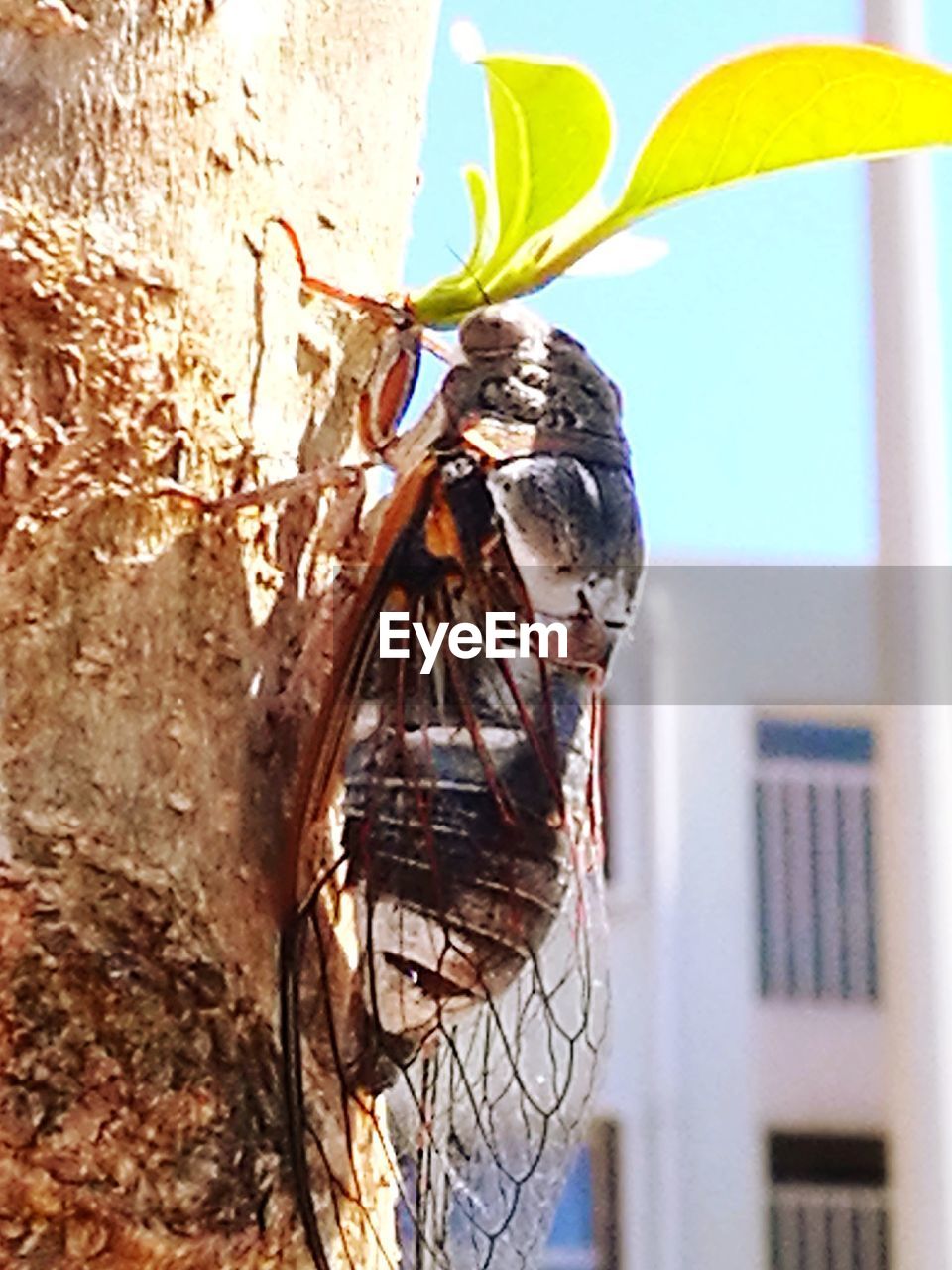 CLOSE-UP OF INSECT PERCHING ON TREE