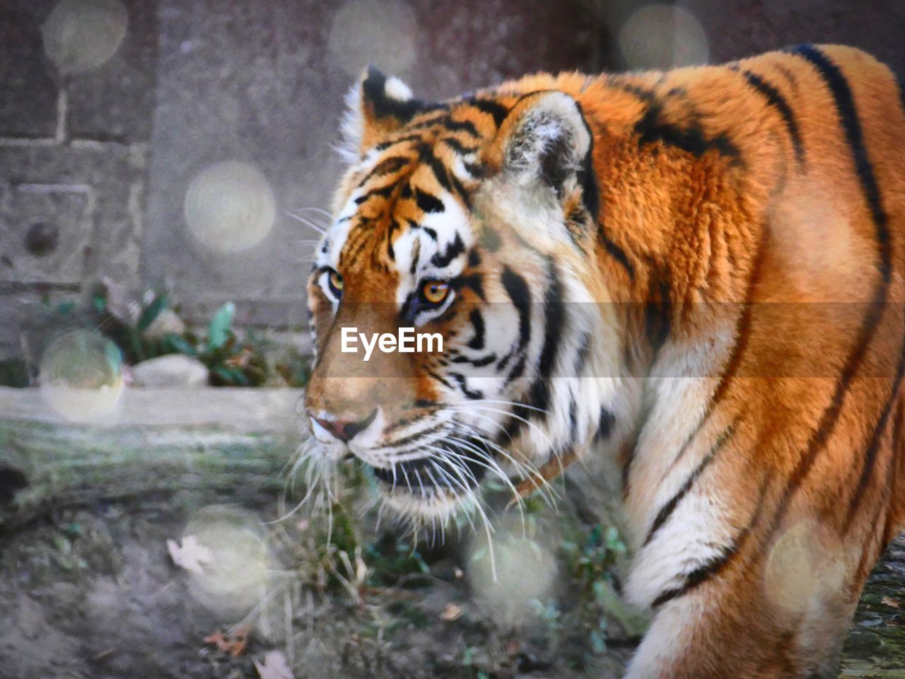 CLOSE-UP OF TIGER AGAINST ZOO