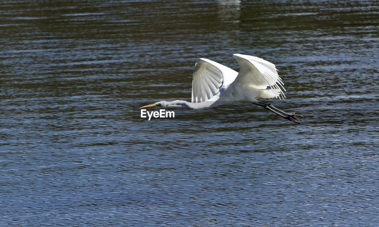 WHITE BIRD FLYING OVER LAKE