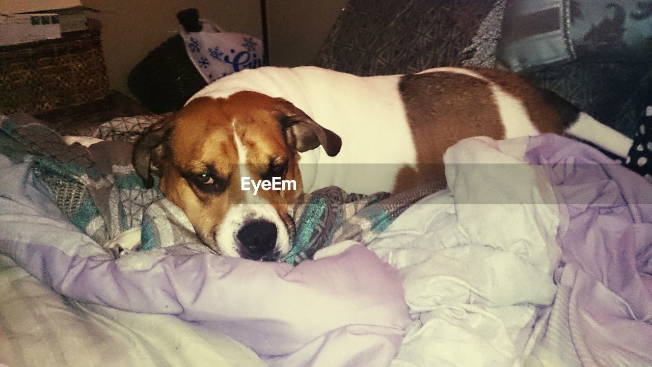 PORTRAIT OF DOG RESTING