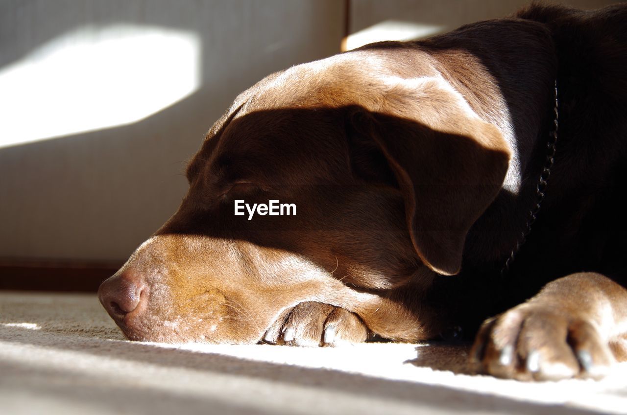 DOG RELAXING AT HOME