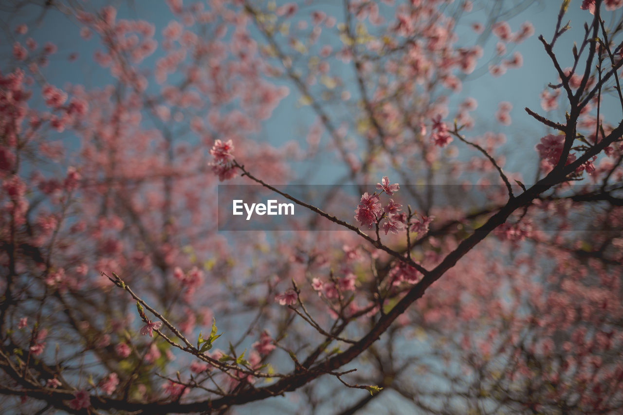 LOW ANGLE VIEW OF PINK CHERRY BLOSSOMS