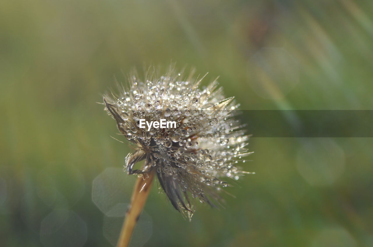 CLOSE-UP OF WHITE DANDELION FLOWER AGAINST BLURRED BACKGROUND