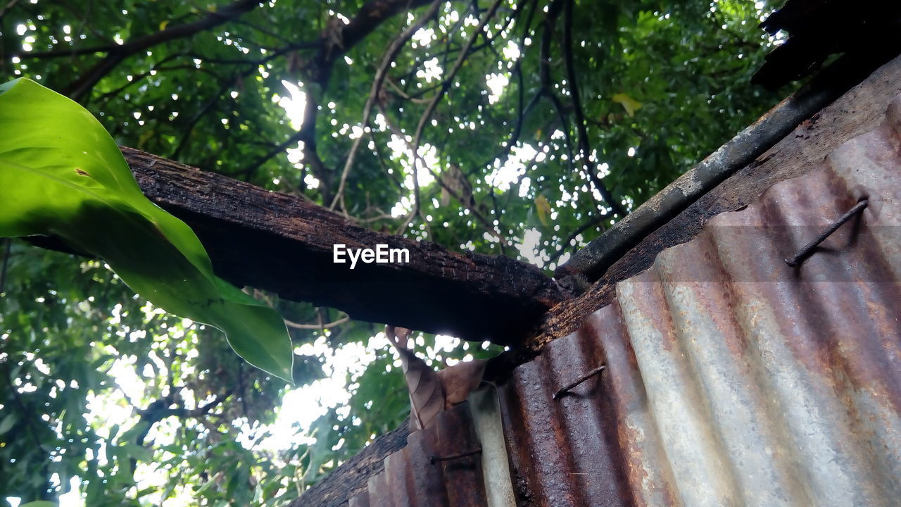 LOW ANGLE VIEW OF TREE TRUNK