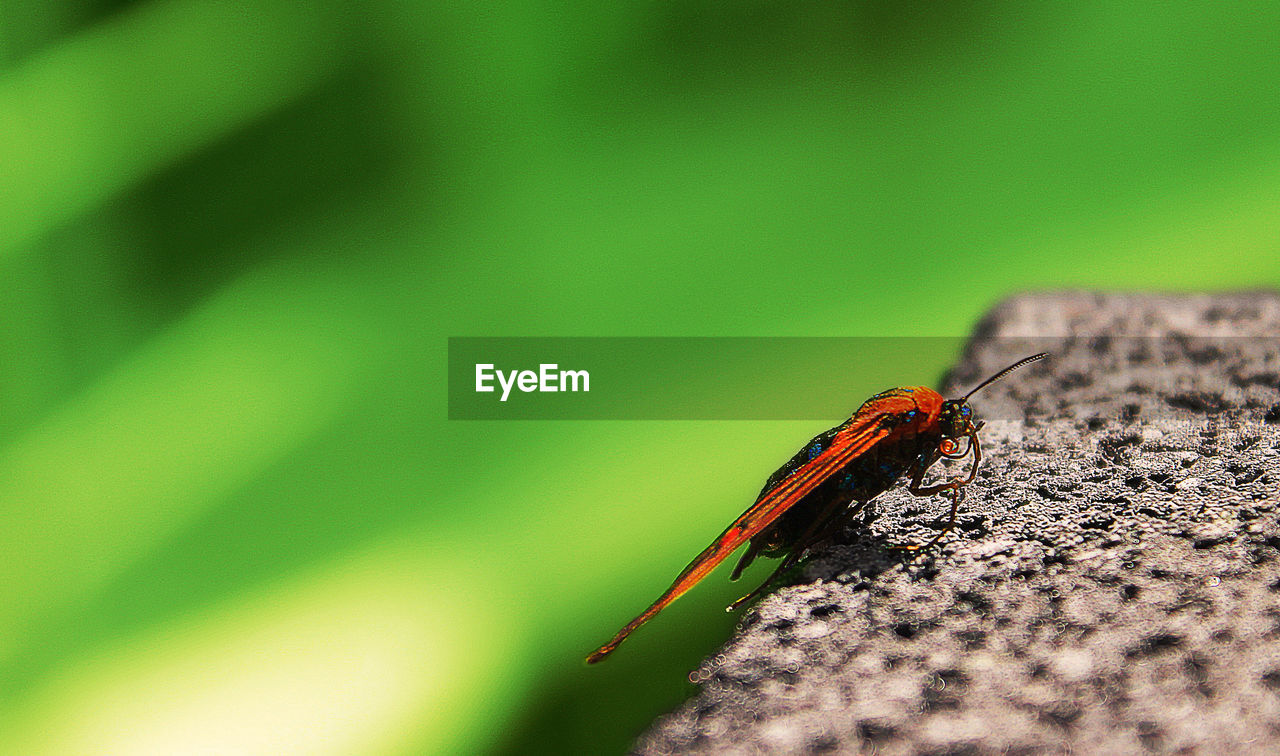 CLOSE-UP OF GRASSHOPPER