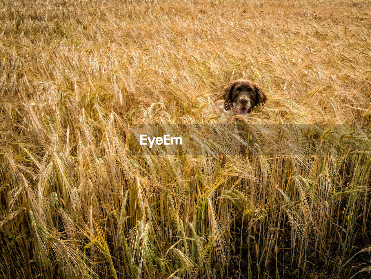 Springer spaniel amidst crops on field