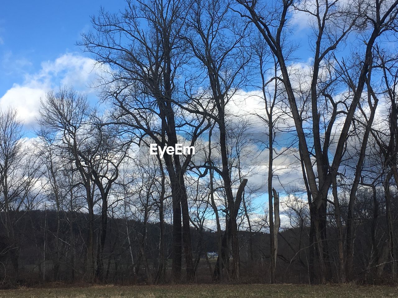 BARE TREES ON FIELD