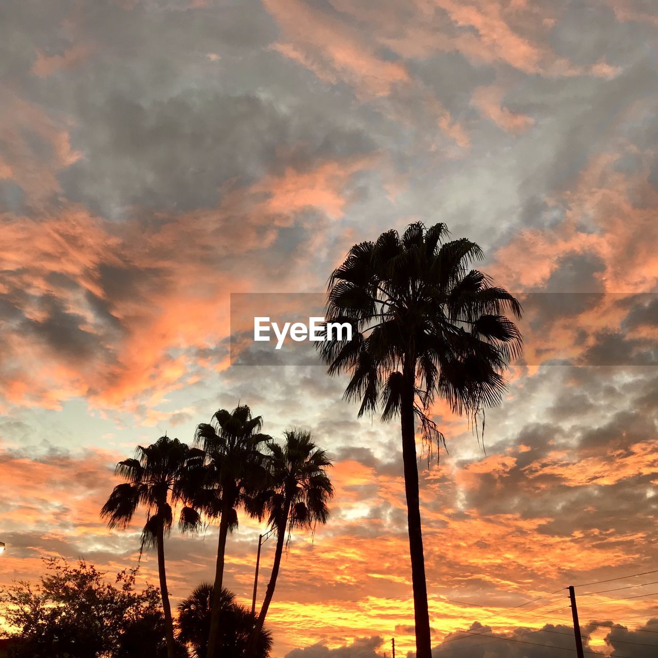 Low angle view of silhouette coconut palm tree against romantic sky