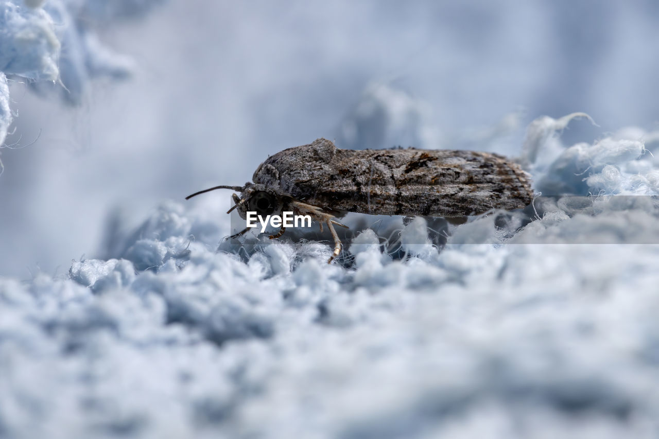 CLOSE-UP OF HOUSEFLY