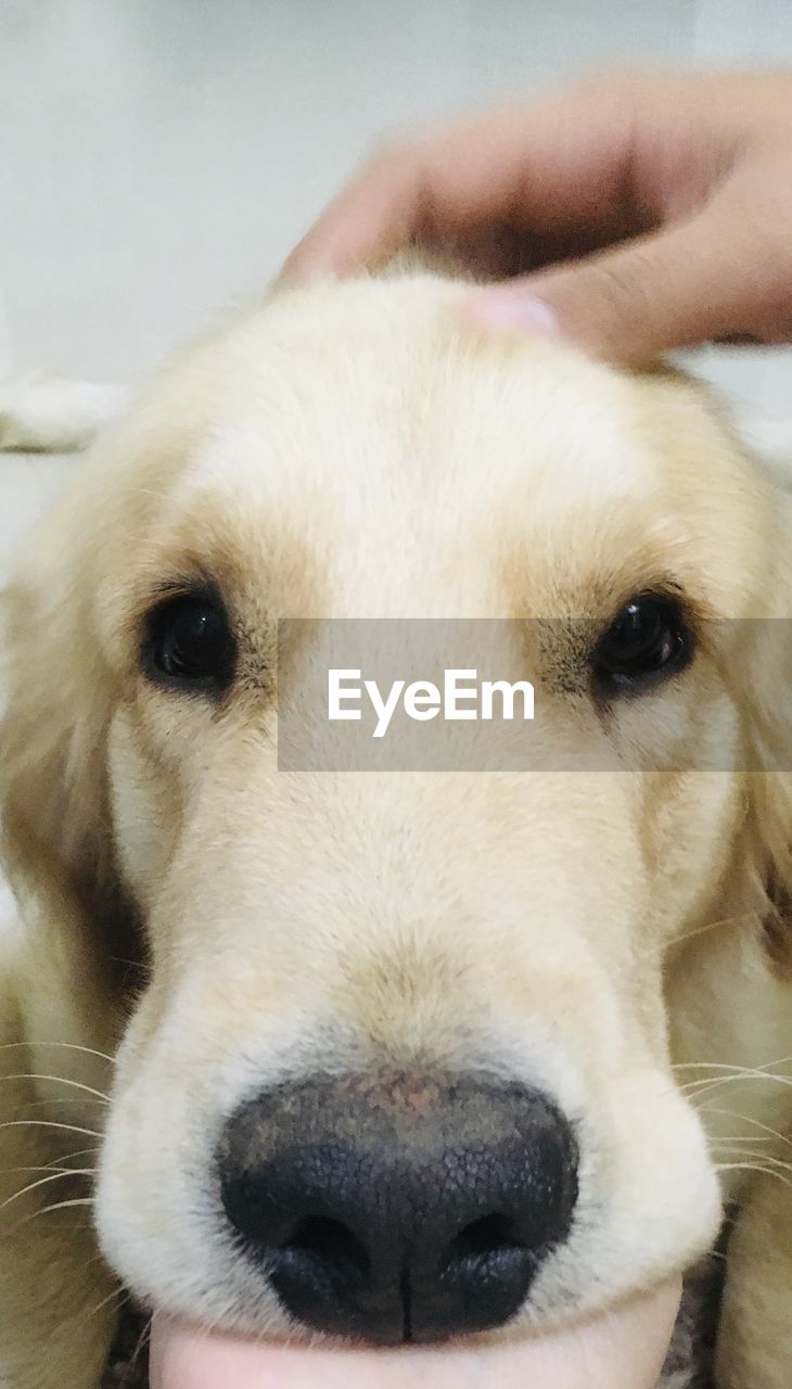 one animal, mammal, pet, animal themes, domestic animals, animal, dog, canine, nose, portrait, labrador retriever, hand, retriever, looking at camera, close-up, animal body part, golden retriever, carnivore, animal head, puppy, one person, snout, focus on foreground, cute, young animal