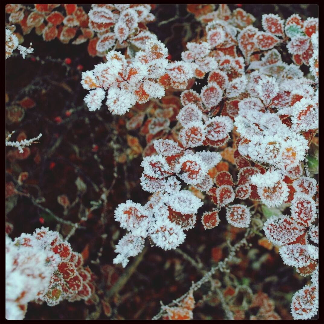 High angle view of frozen leaves