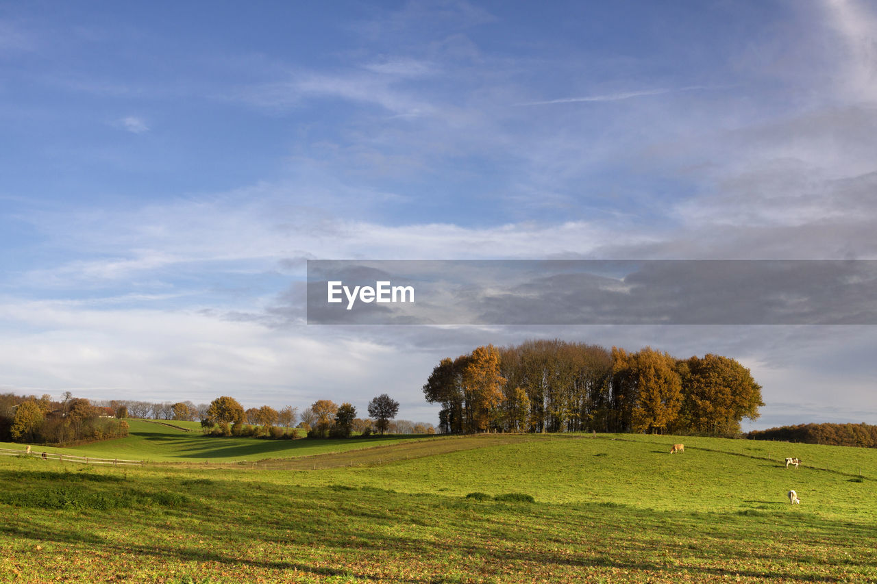 SCENIC VIEW OF TREES ON FIELD AGAINST SKY