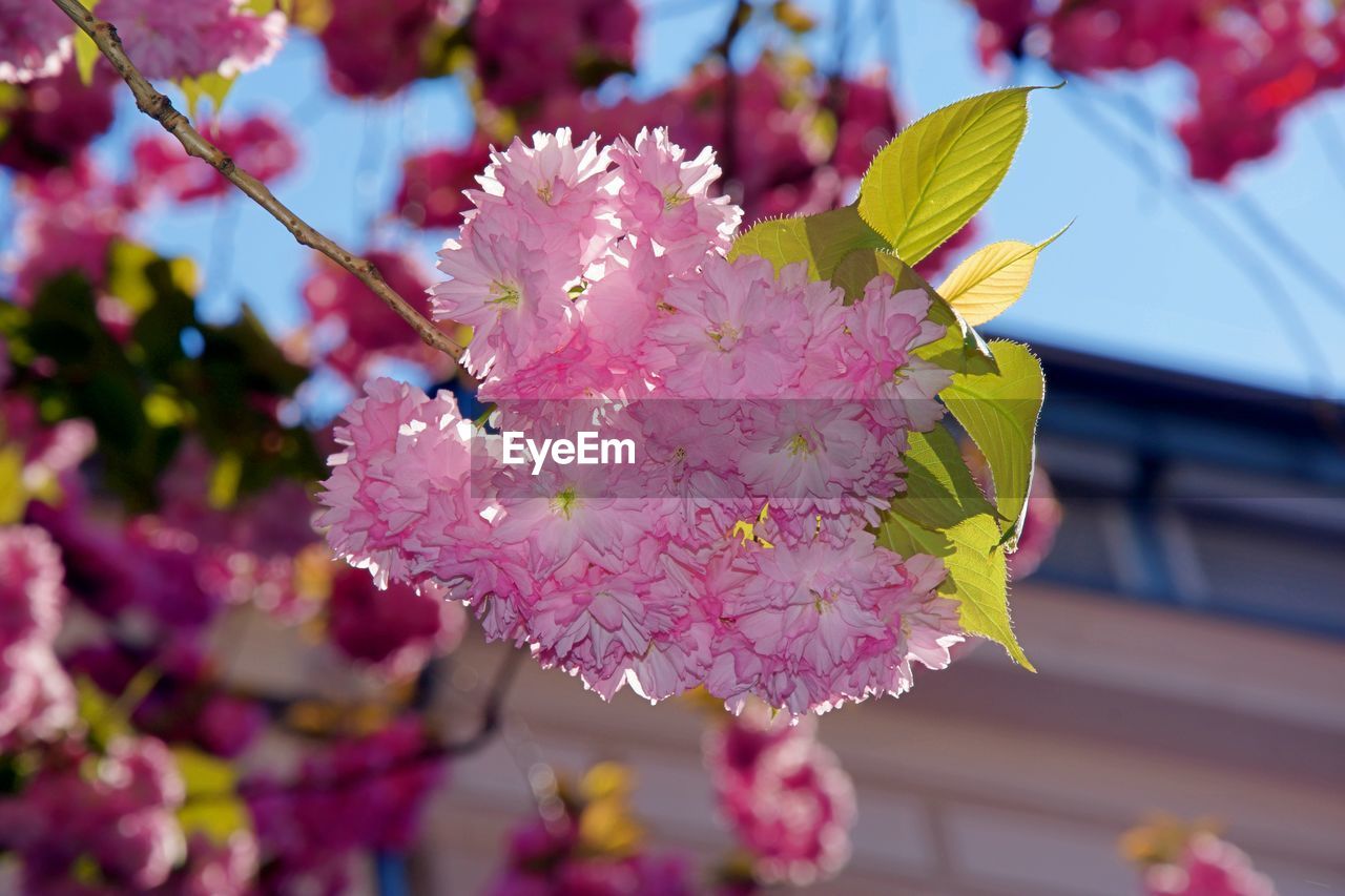 Close-up of pink cherry blossoms