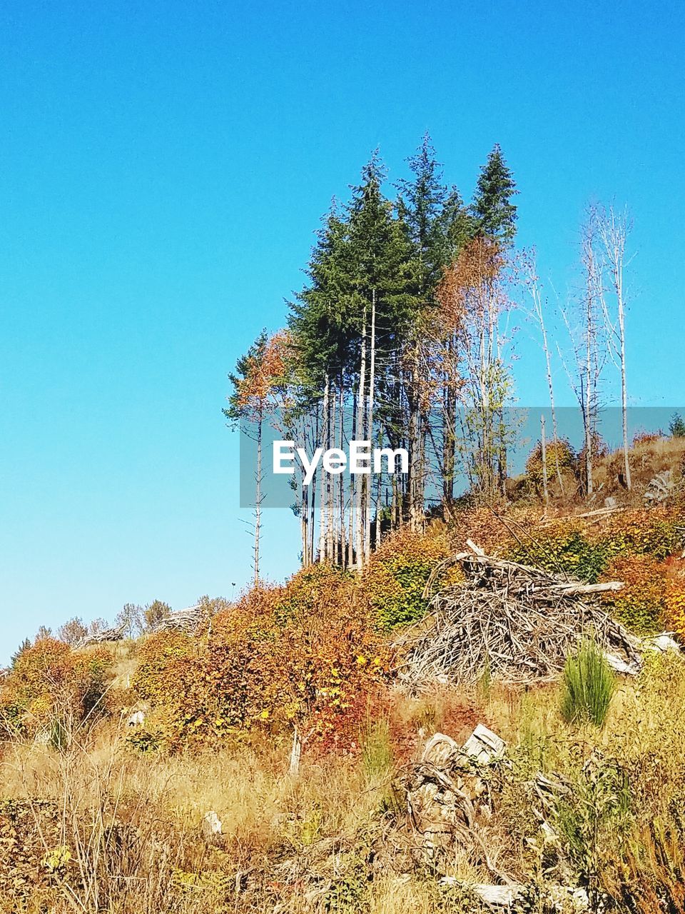 TREES ON LANDSCAPE AGAINST CLEAR SKY