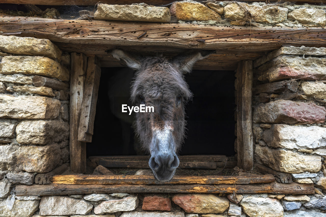 VIEW OF A HORSE IN A WINDOW