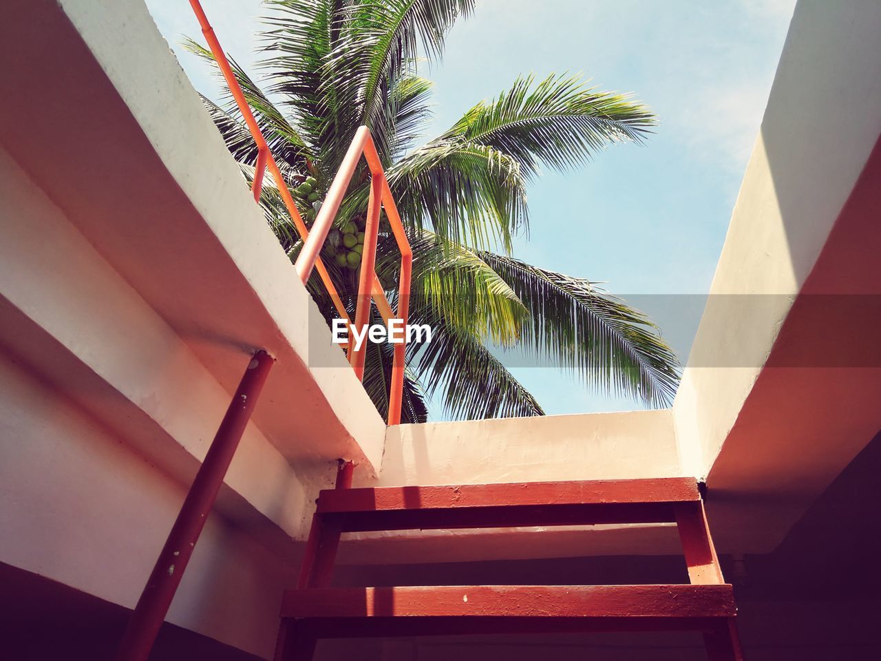 Low angle view of palm tree by building against sky