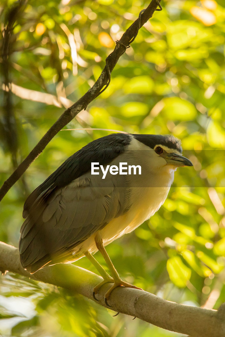 CLOSE-UP OF BIRD PERCHING ON A TREE